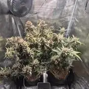 FastBuds grow