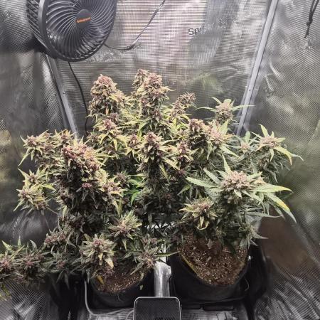 FastBuds grow