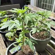Z up / Pineapple sativa Outdoor