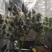 FastBuds grow