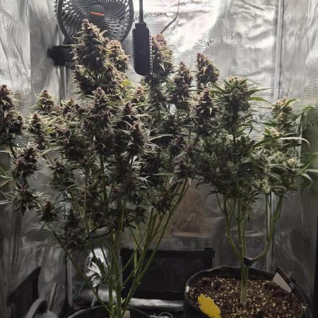 FastBuds grow