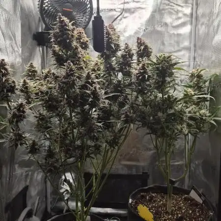 FastBuds grow