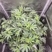 OG Kush Auto
