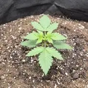 OG Kush Auto