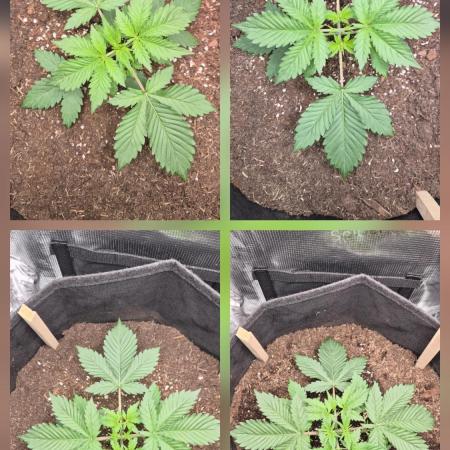 OG Kush Auto