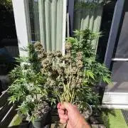 FastBuds grow