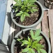 Z up / Pineapple sativa Outdoor