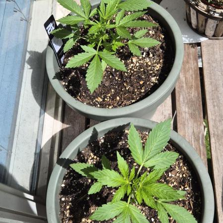 Z up / Pineapple sativa Outdoor