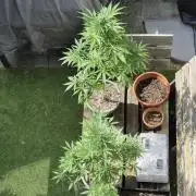 Z up / Pineapple sativa Outdoor