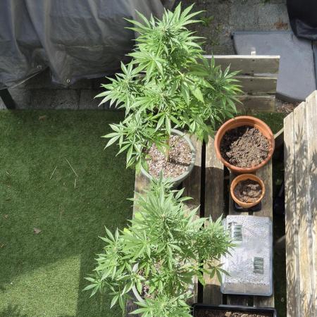 Z up / Pineapple sativa Outdoor