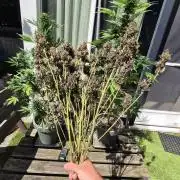 FastBuds grow