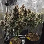 FastBuds grow