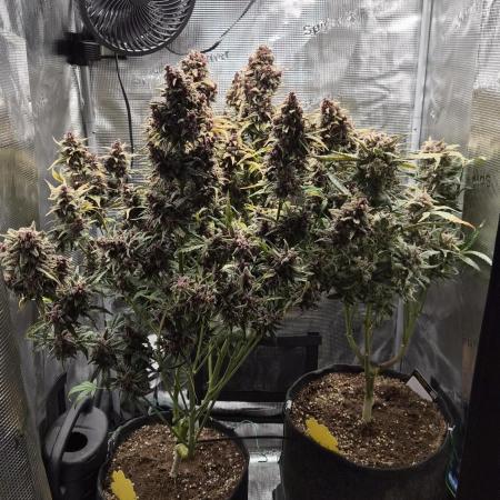 FastBuds grow