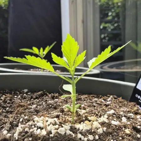 Z up / Pineapple sativa Outdoor