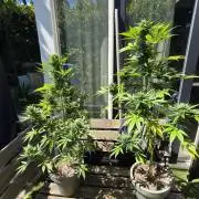 Z up / Pineapple sativa Outdoor