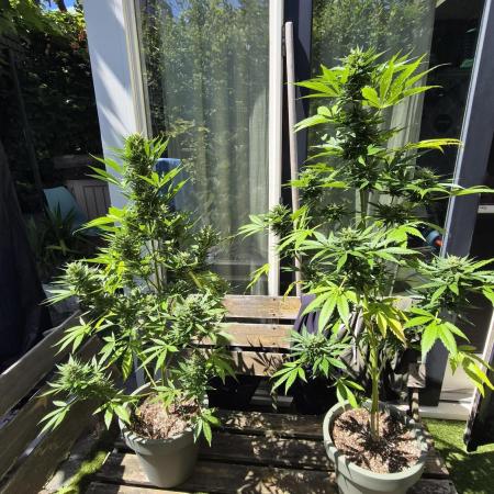 Z up / Pineapple sativa Outdoor