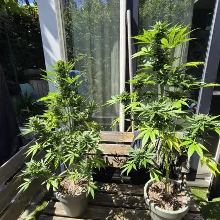 Z up / Pineapple sativa Outdoor