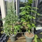 Z up / Pineapple sativa Outdoor