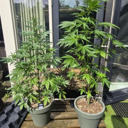 Z up / Pineapple sativa Outdoor
