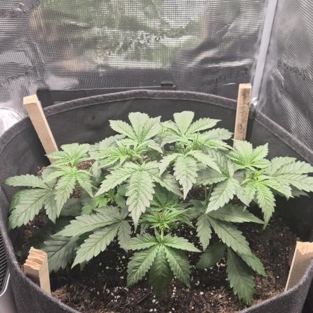 OG Kush Auto