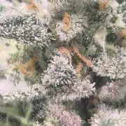 FastBuds grow