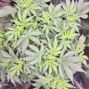 OG Kush Auto