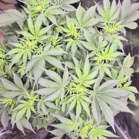 OG Kush Auto