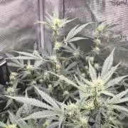 OG Kush Auto