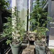 Z up / Pineapple sativa Outdoor