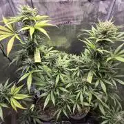 Z up / Pineapple sativa Outdoor