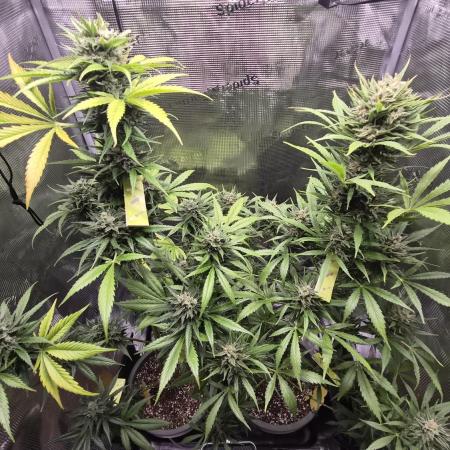 Z up / Pineapple sativa Outdoor