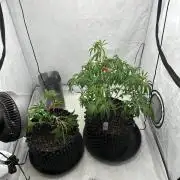 Spring Grow 2026