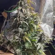 Haze Troll