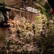 SATIVA Grow