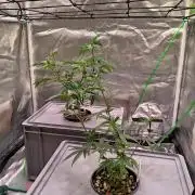 ScrOG Stecklinge