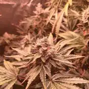 SATIVA Grow