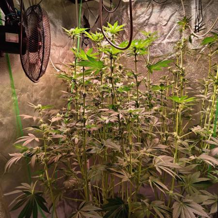SATIVA Grow