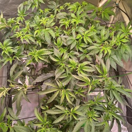 ScrOG Stecklinge