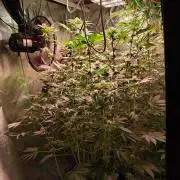 SATIVA Grow
