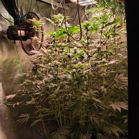 SATIVA Grow