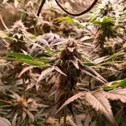 SATIVA Grow