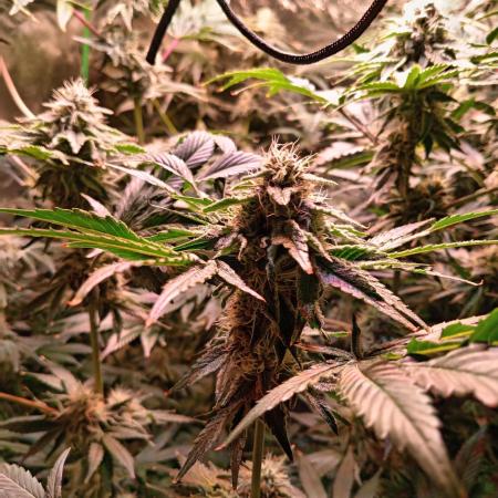 SATIVA Grow