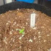 Sherbet Queen queen auto & Mystery 3 &4