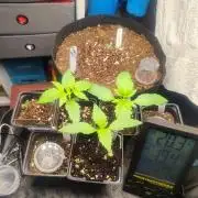 Special Queen #1 & Milky Way F1