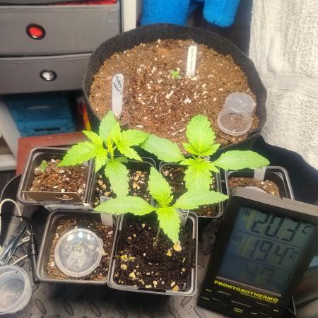 Special Queen #1 & Milky Way F1
