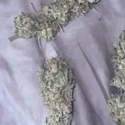 First serious grow as a newbie