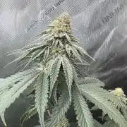 First serious grow as a newbie