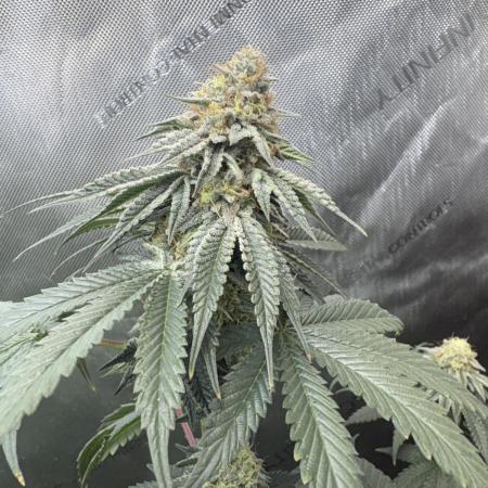 First serious grow as a newbie