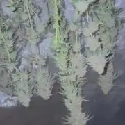 First serious grow as a newbie
