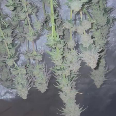 First serious grow as a newbie
